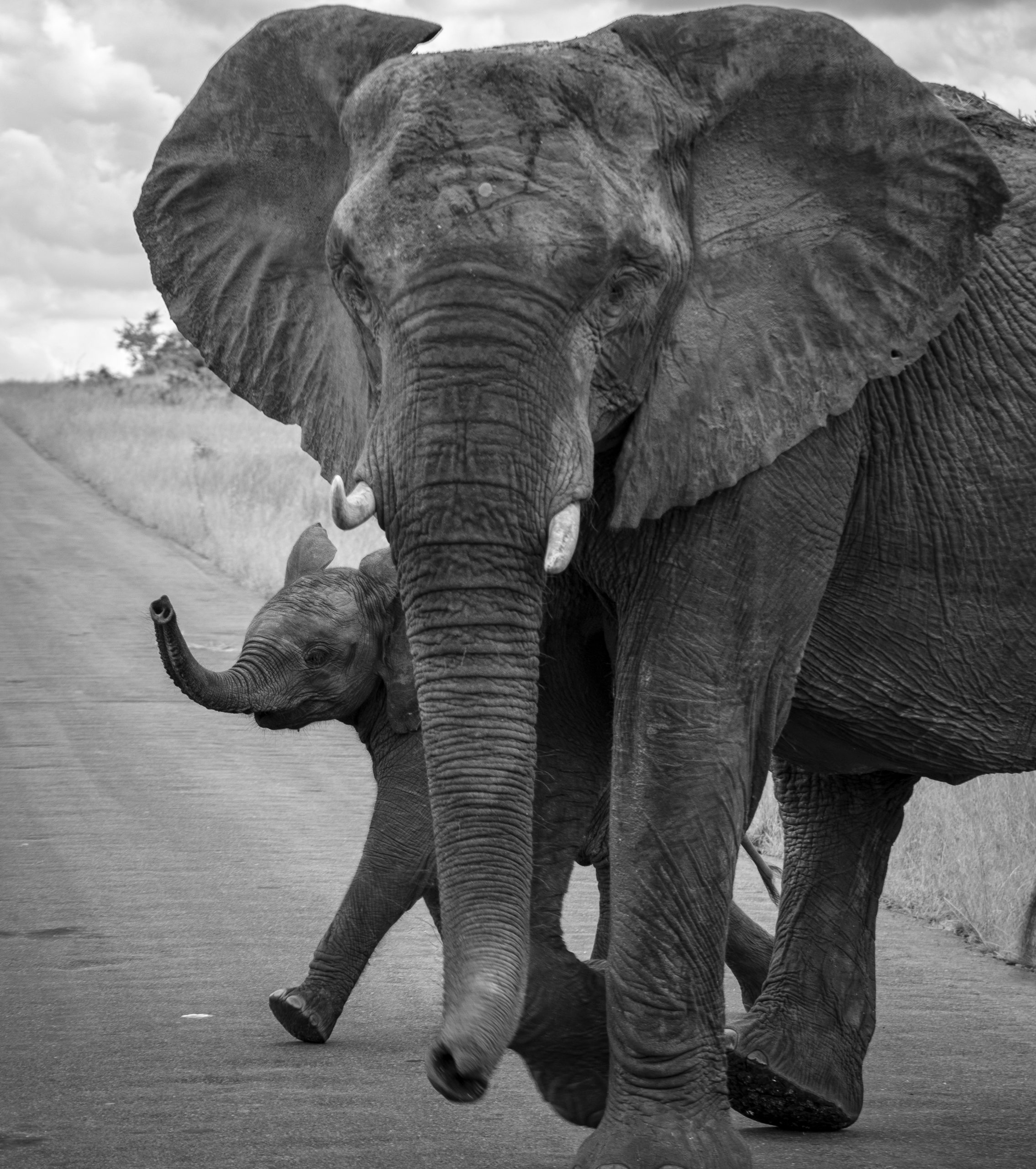 Olifant met kleintjie happy